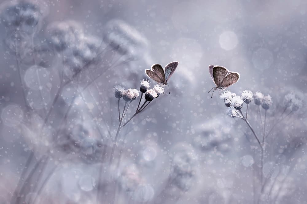 Frosted Winter Butterflies by Edy Pamungkas — canvas wall art