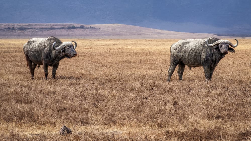 African Buffalo Pair by Martin Steeb — canvas wall art