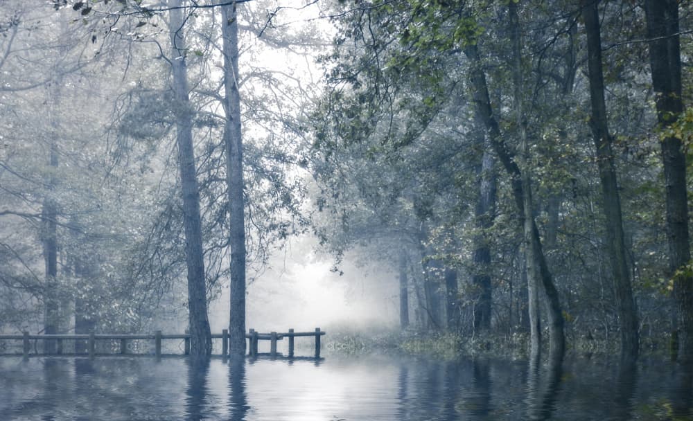 Misty Forest Reflections by Anna Cseresnjes — canvas wall art