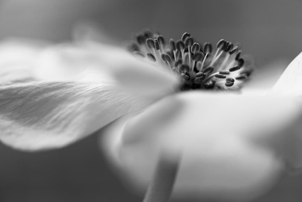 Delicate Anemone Macro by Keren Or — canvas wall art
