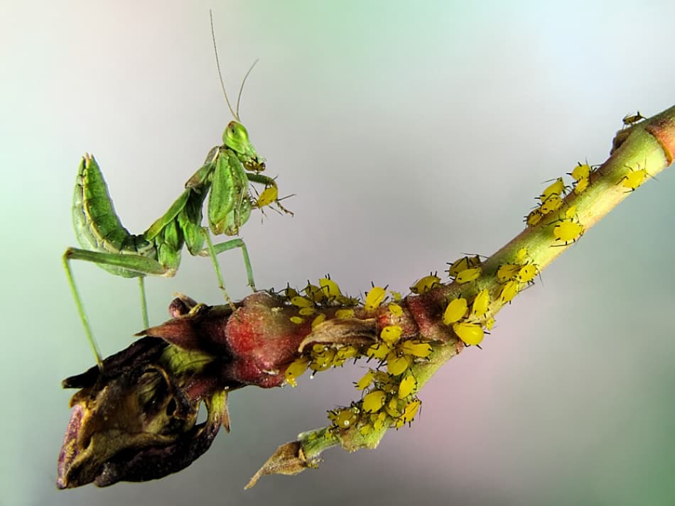Green Mantis Hunts Aphid by Jimmy Hoffman — canvas wall art