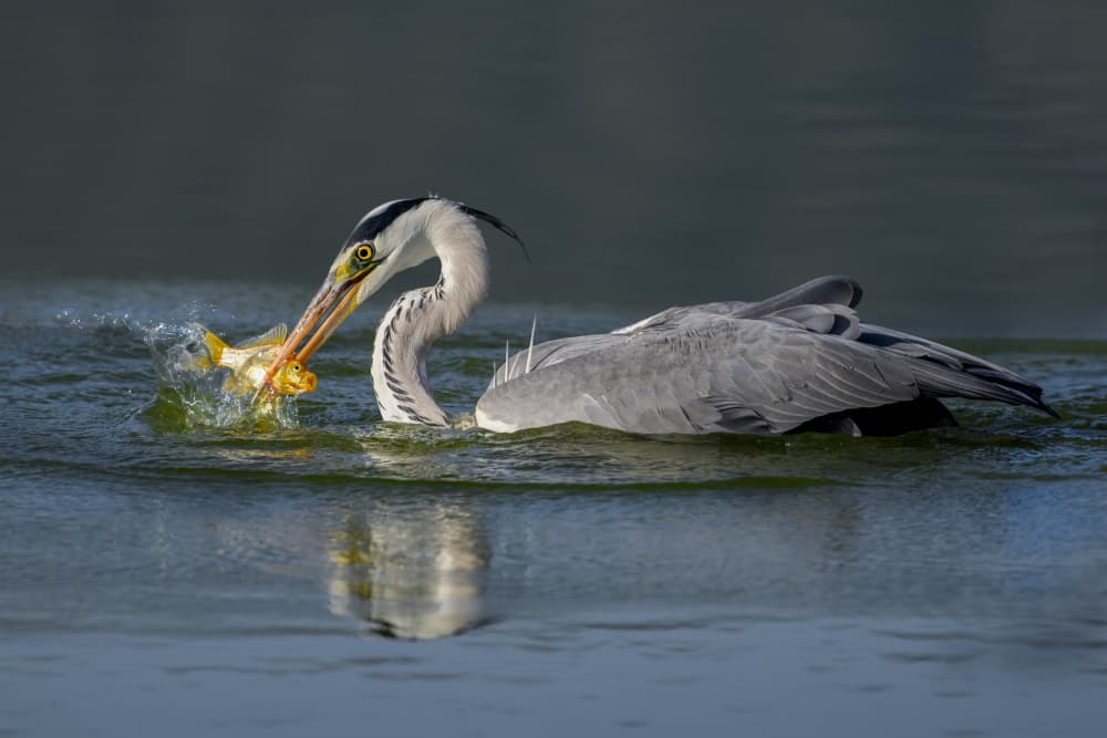 Heron Catches Fish by Mallal Moshe — canvas wall art