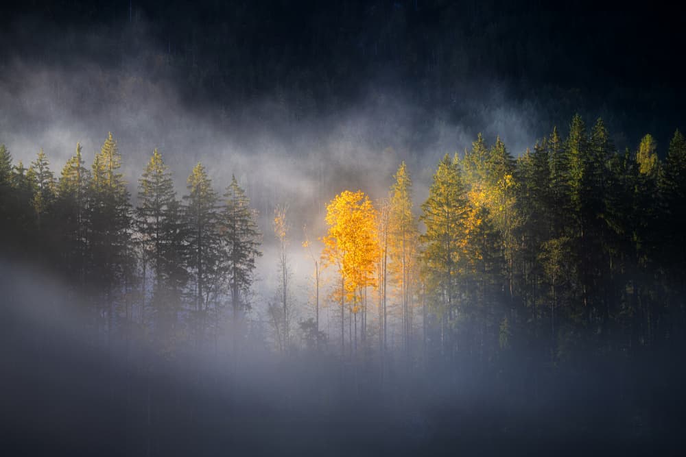Golden Tree Mist by Adam Pachula — canvas wall art