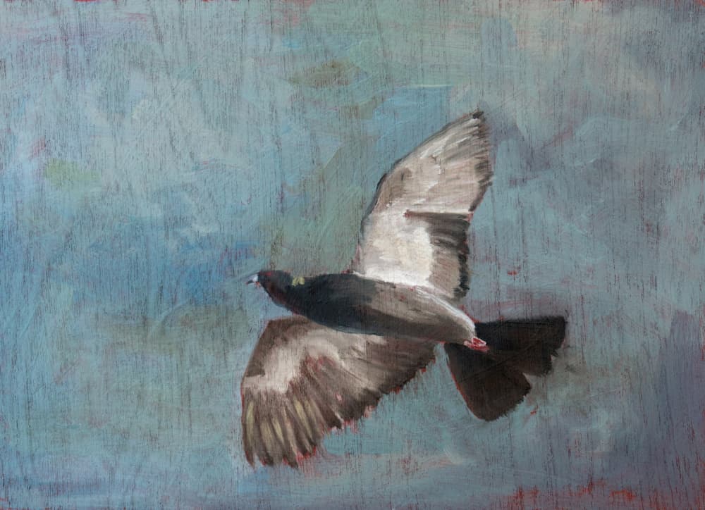 Graceful Flying Pigeon by Claire Lerner — canvas wall art