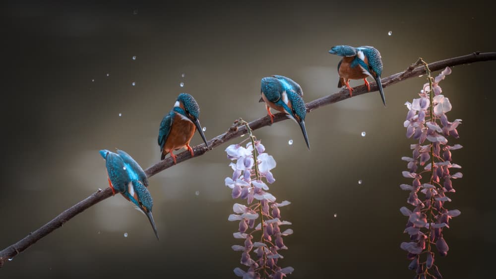 Kingfishers and Wisteria Blooms by tianhuayu — canvas wall art