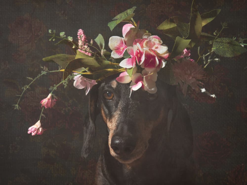 Dachshund With Flower Crown by Heike Willers — canvas wall art