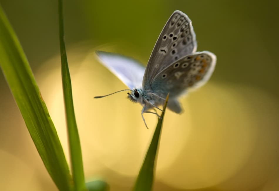 Blue Butterfly Golden Light by Bee Thalin — canvas wall art
