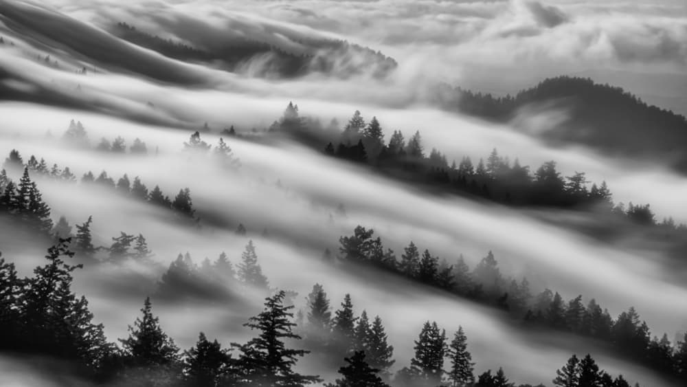 Misty Mountain Forest by Johnny Zhang — canvas wall art