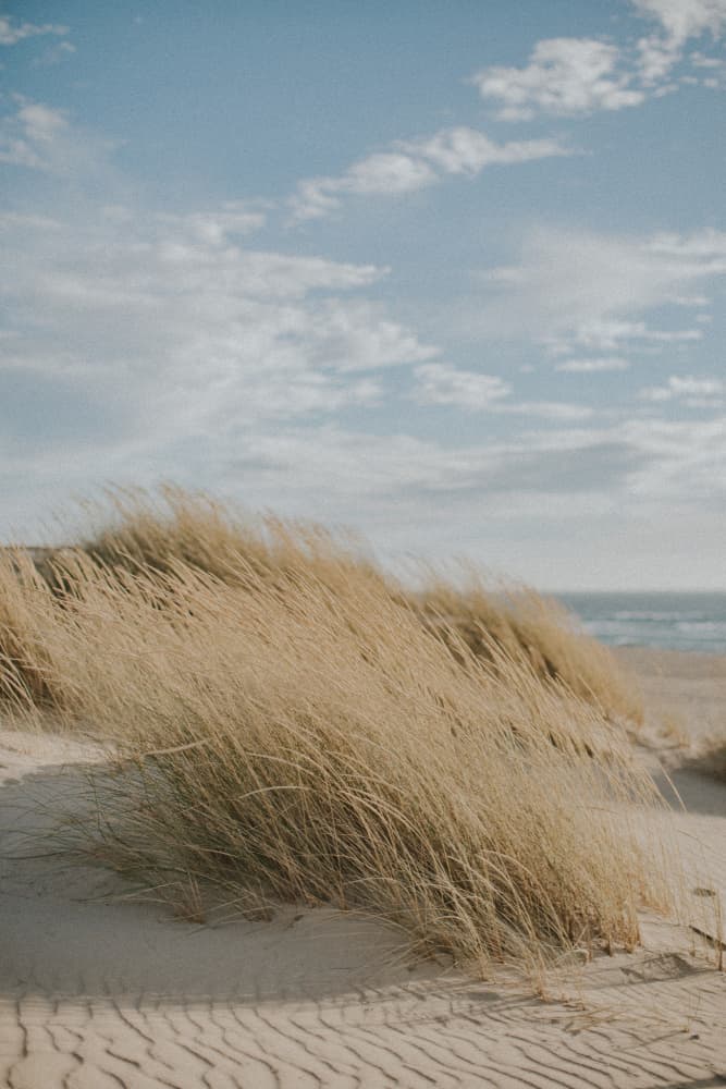 Coastal Dune Grass by Claudia Casal — canvas wall art
