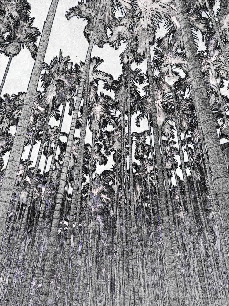 Vertical Palm Forest Sketch by Santhosh ch — canvas wall art