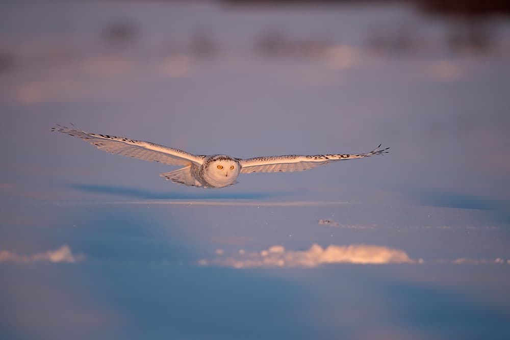 Snowy Owl In Flight by Marco Pozzi — canvas wall art