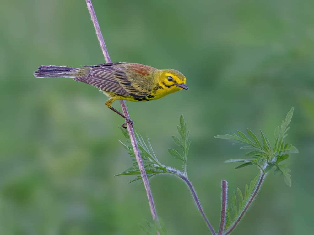 Vibrant Yellow Warbler by Jacob (Jian) Xu — canvas wall art