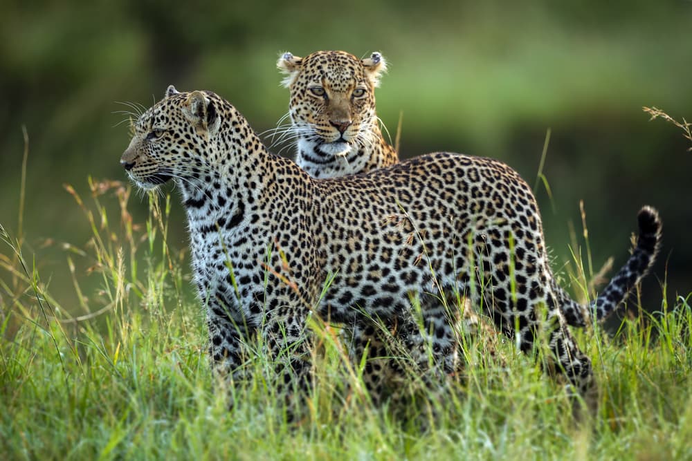 Two Wild Leopards by Roshkumar — canvas wall art