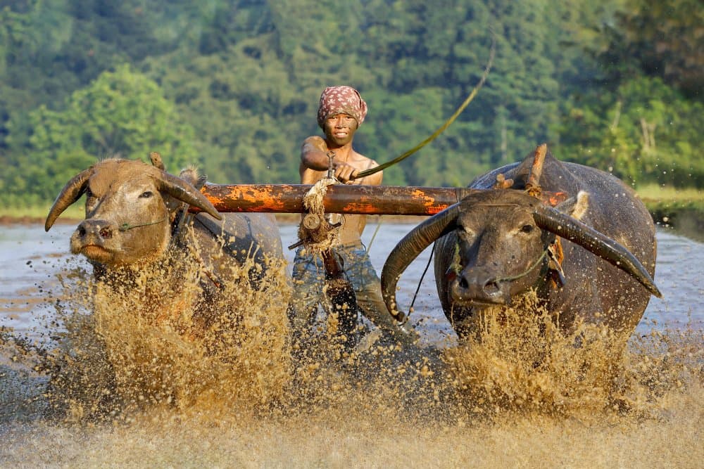 **Plowing a Muddy Field** by Gatot Herliyanto — canvas wall art