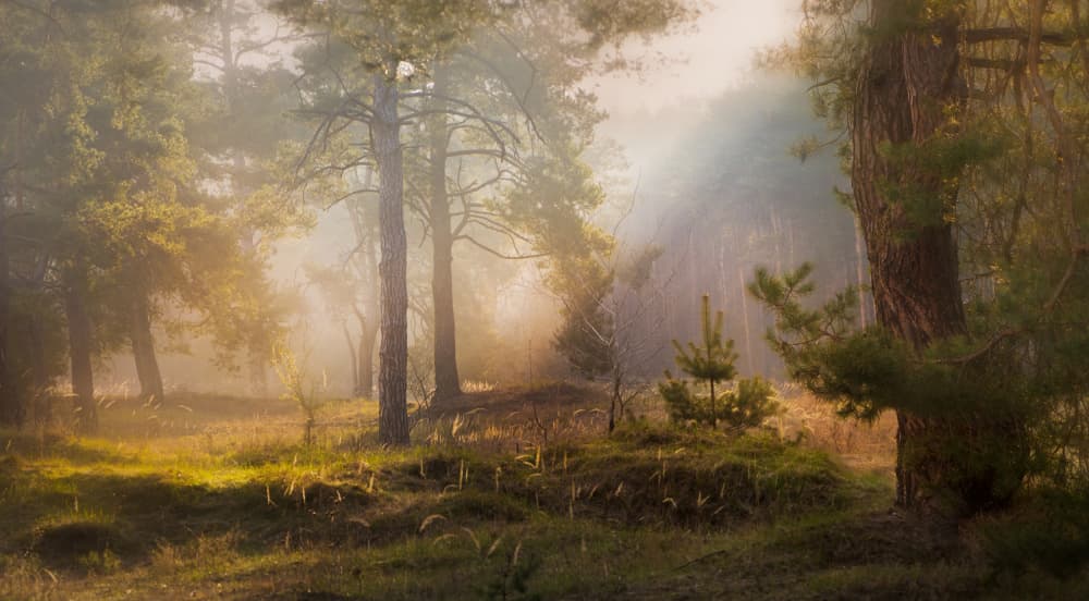 Misty Forest Morning by Tomas Frolec — canvas wall art