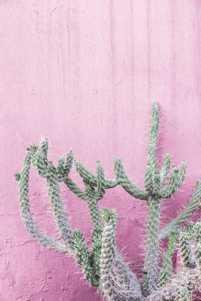 Cactus On Pink by Kathrin Pienaar — canvas wall art