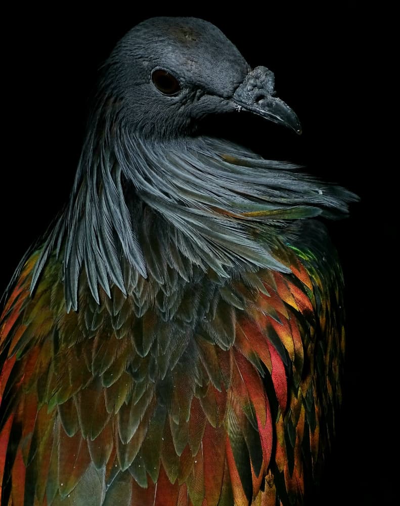 Vibrant Nicobar Pigeon by Ivan Lesica — canvas wall art