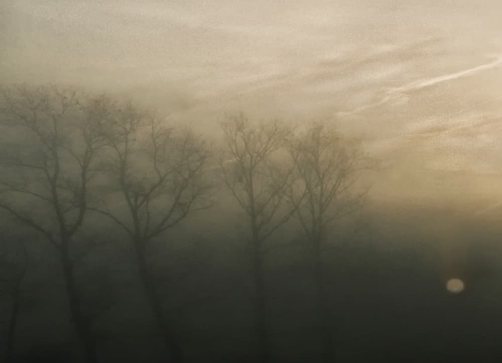 Misty Trees at Dawn by Yvette Depaepe — canvas wall art