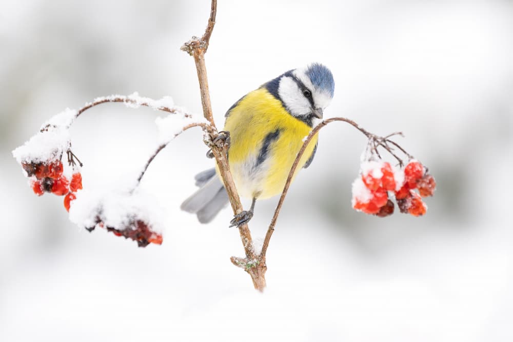 Blue Tit Winter Berries by Annie Keizer — canvas wall art