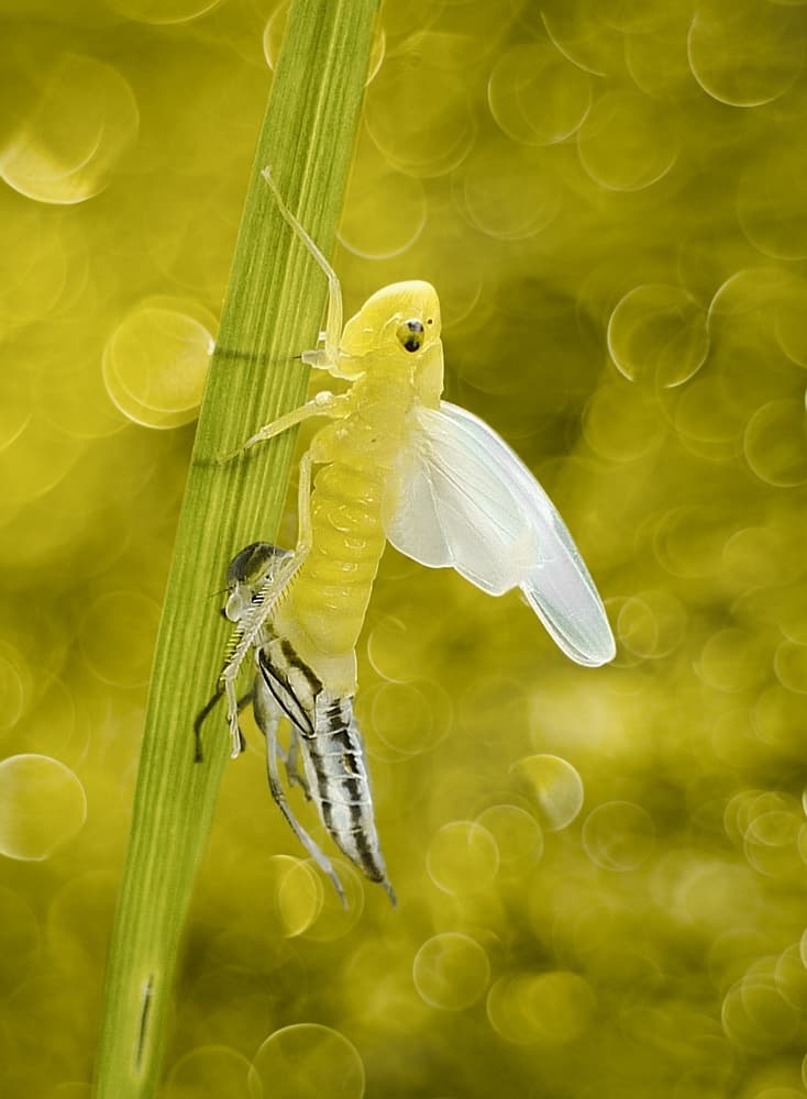 Insect's Golden Metamorphosis by Ferdinando Valverde — canvas wall art