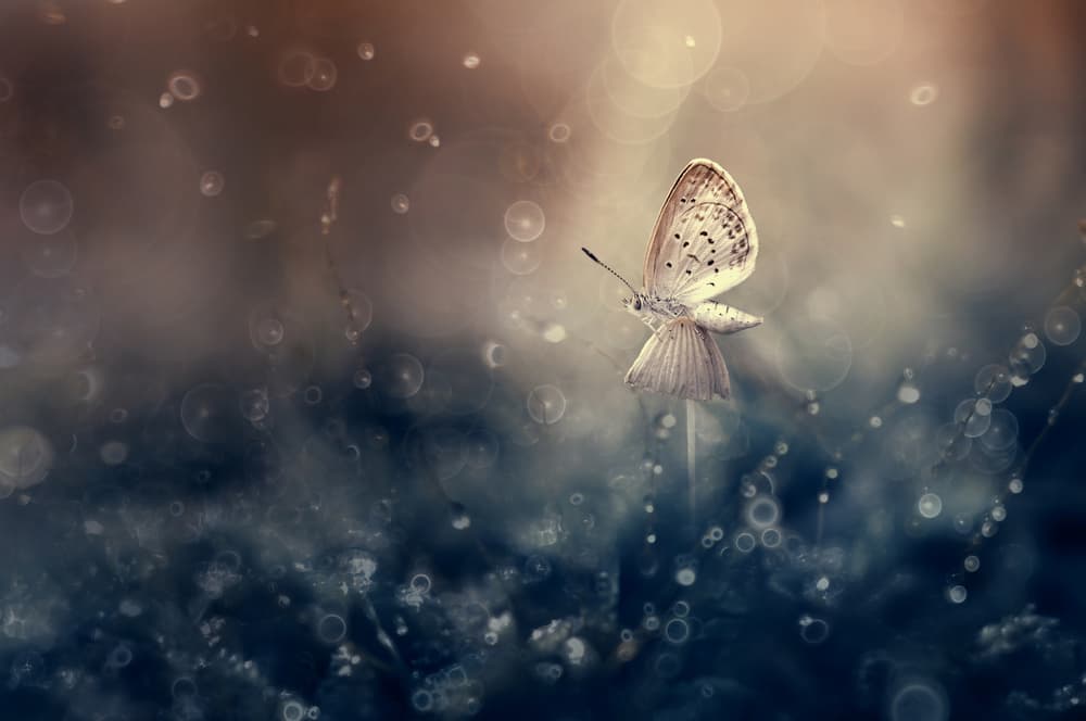 Delicate Butterfly Glow by Edy Pamungkas — canvas wall art