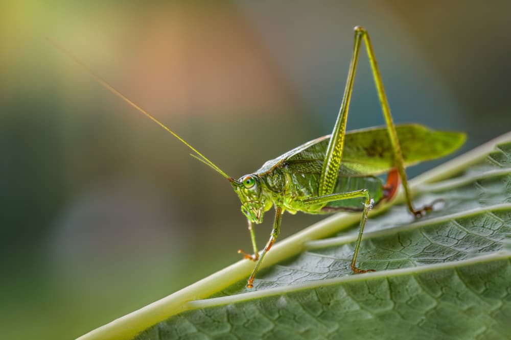 Vibrant Green Grasshopper by Atul Saluja — canvas wall art