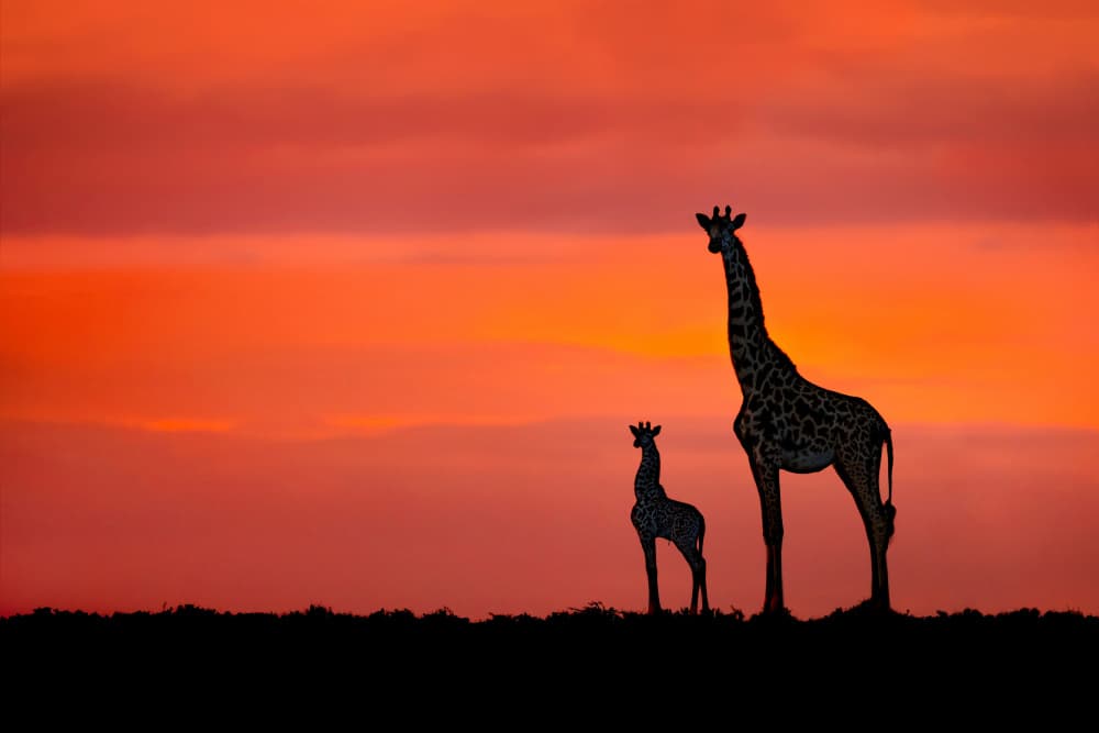 Safari Sunset Giraffes by Xavier Ortega — canvas wall art