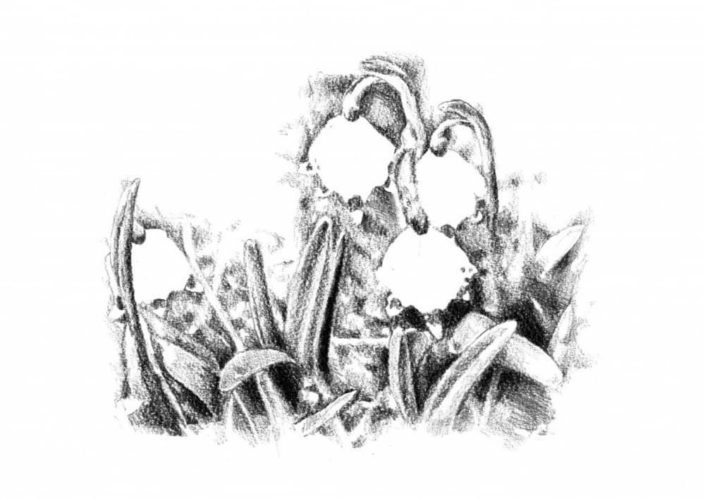 Spring Snowdrop Sketch by Kulik — canvas wall art