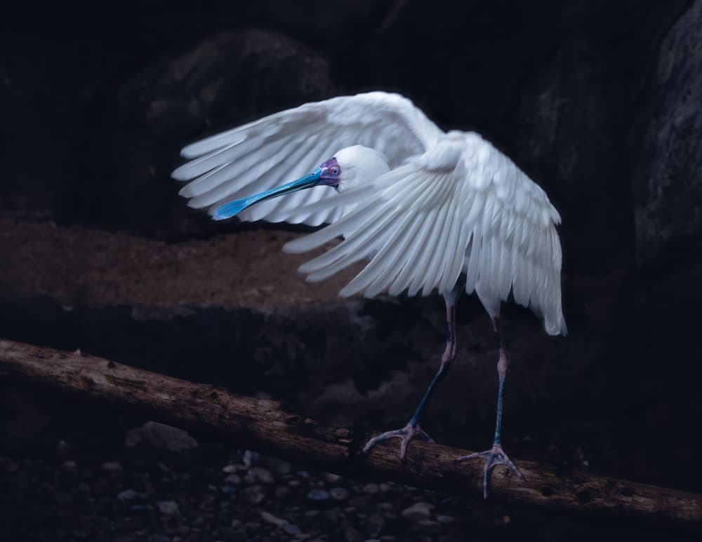 Elegant White Spoonbill by Alex Zhao — canvas wall art