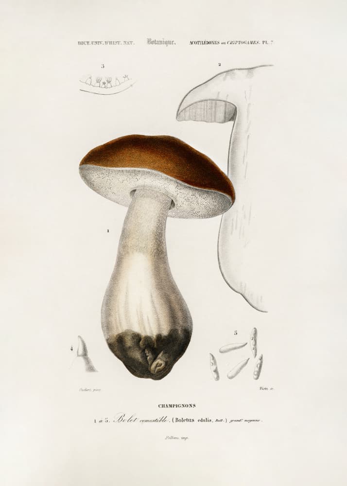 Penny Bun (boletus Edulis) by Charles Dessalines D' Orbigny — canvas wall art