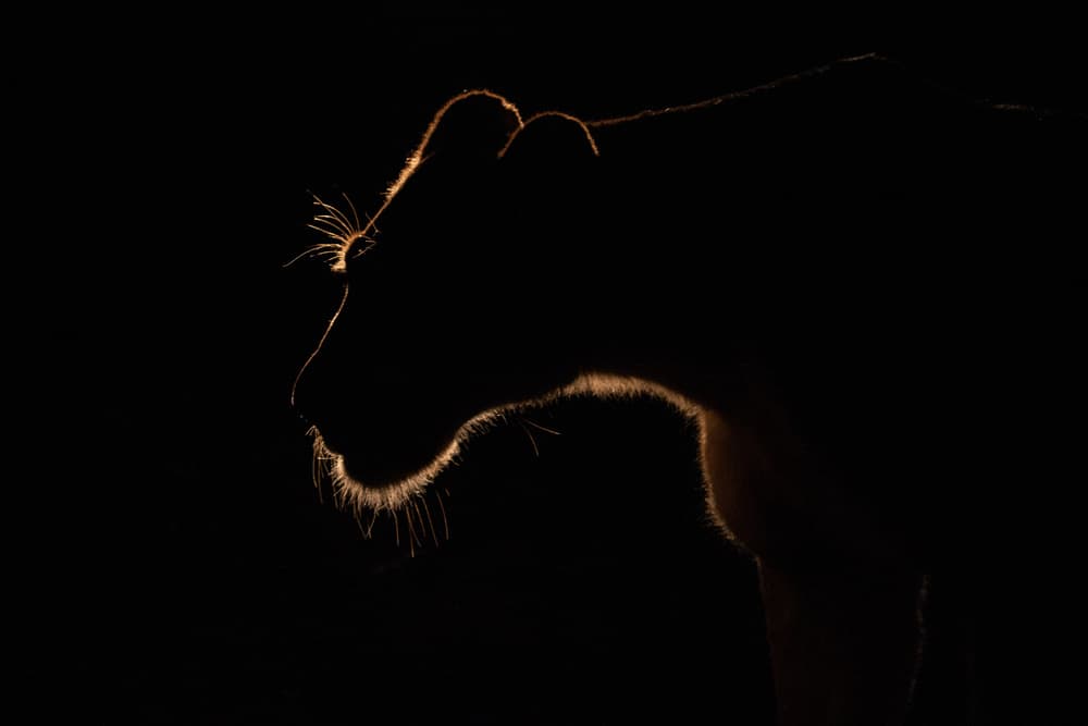 Golden Lioness Silhouette by Amnon Eichelberg — canvas wall art