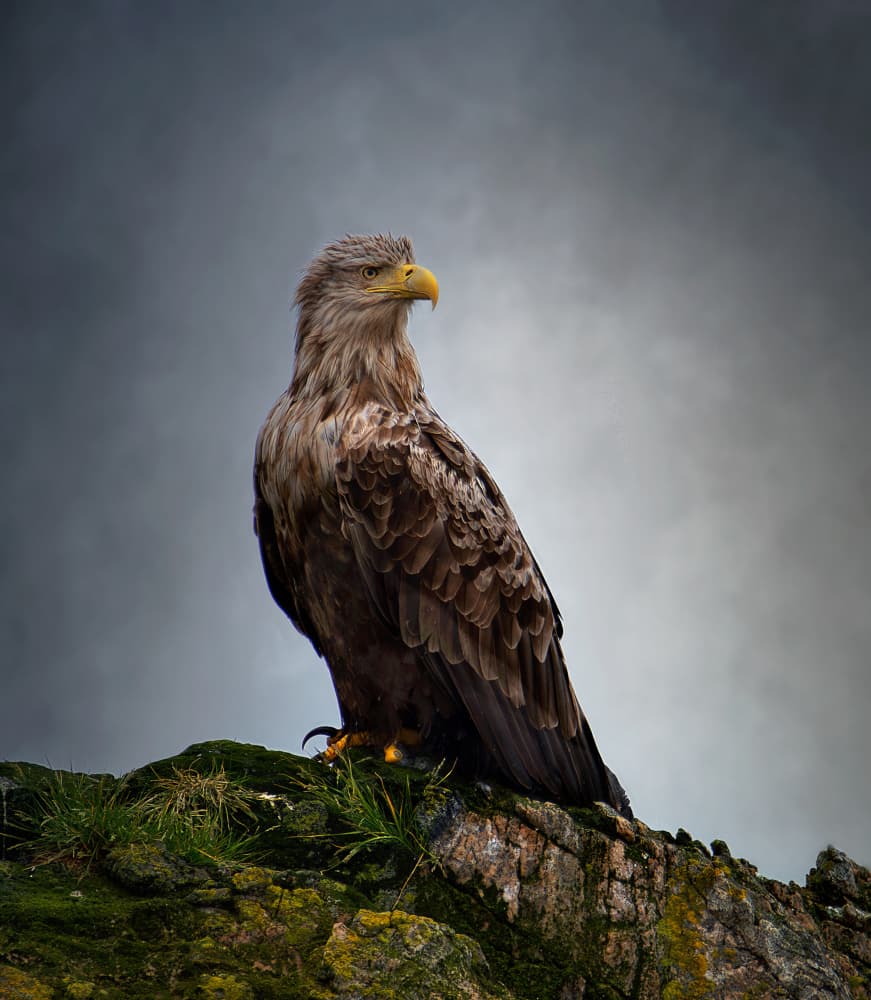 Majestic Perched Eagle by Erik Engström — canvas wall art
