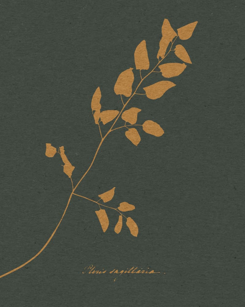 Golden Fern Silhouette by Wild Violets — canvas wall art