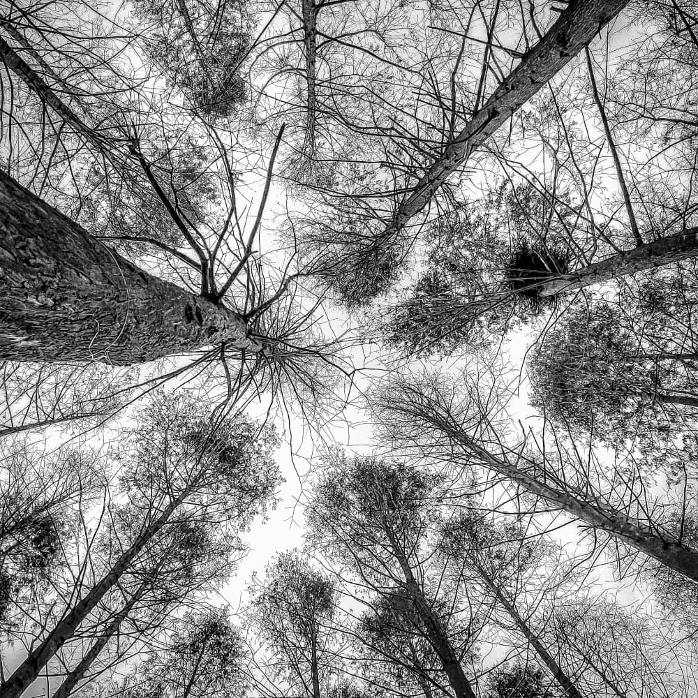 Stark Upward Trees by YoungIl Kim — canvas wall art