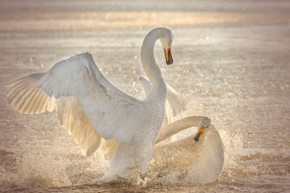 Swans In Golden Splash by Libby Zhang — canvas wall art