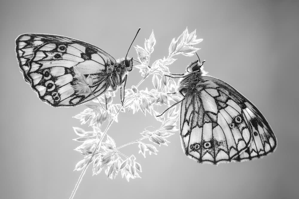 Monochrome Butterfly Duo by Petar Sabol — canvas wall art