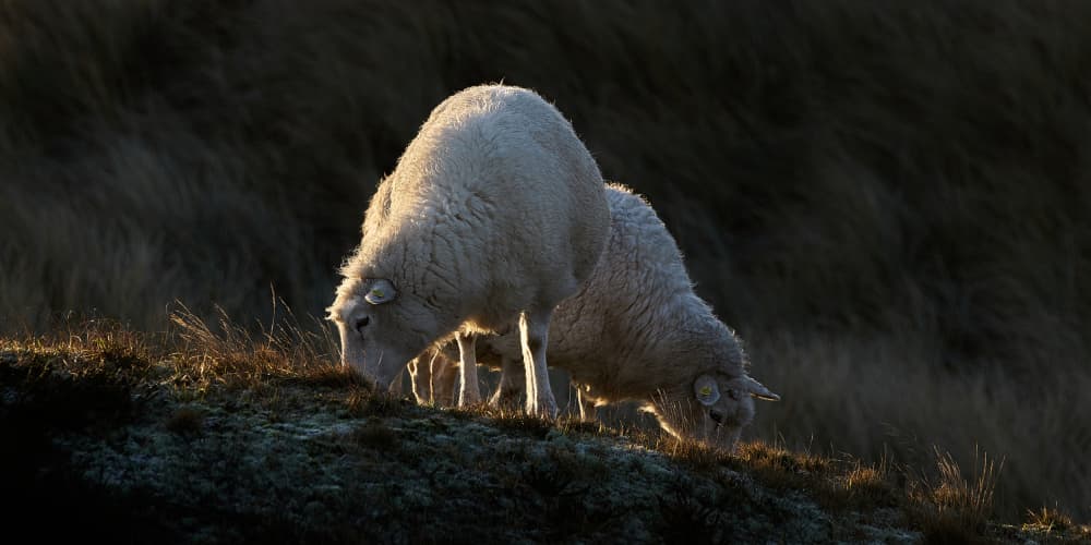 Grazing Golden Sheep by Bodo Balzer — canvas wall art