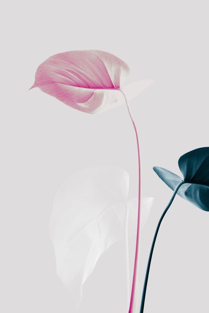Pink Blue Botanical by Pictufy Studio III — canvas wall art