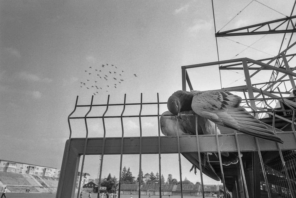 Pigeon on Stadium Fence by Sorin Vidis — canvas wall art
