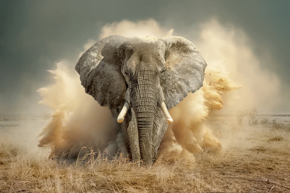 Powerful Elephant Dust Cloud by Marcel Egger — canvas wall art