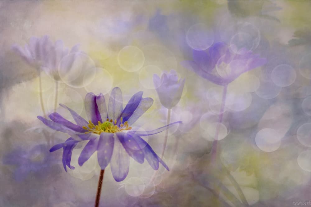 Ethereal Purple Flowers by Hilda van der Lee — canvas wall art