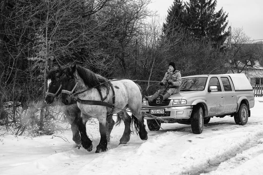 Winter Horse Power by Zoran Toldi (EFIAP AZSF) — canvas wall art