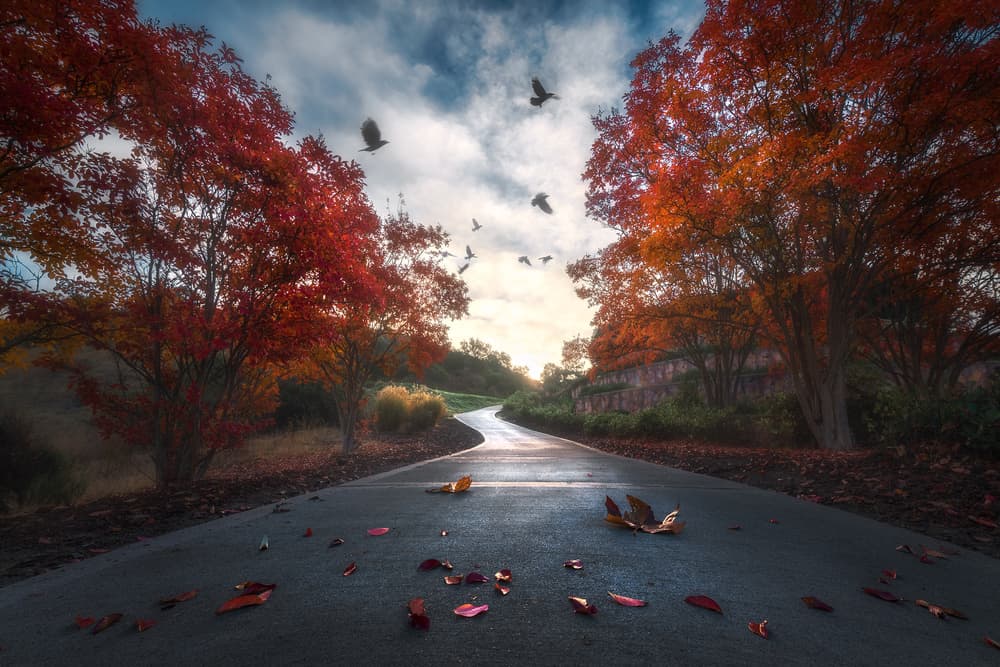 Autumn Path Flying Birds by Aidong Ning — canvas wall art