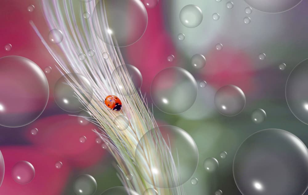 Dreamy Ladybug Bubbles by Thierry Dufour — canvas wall art