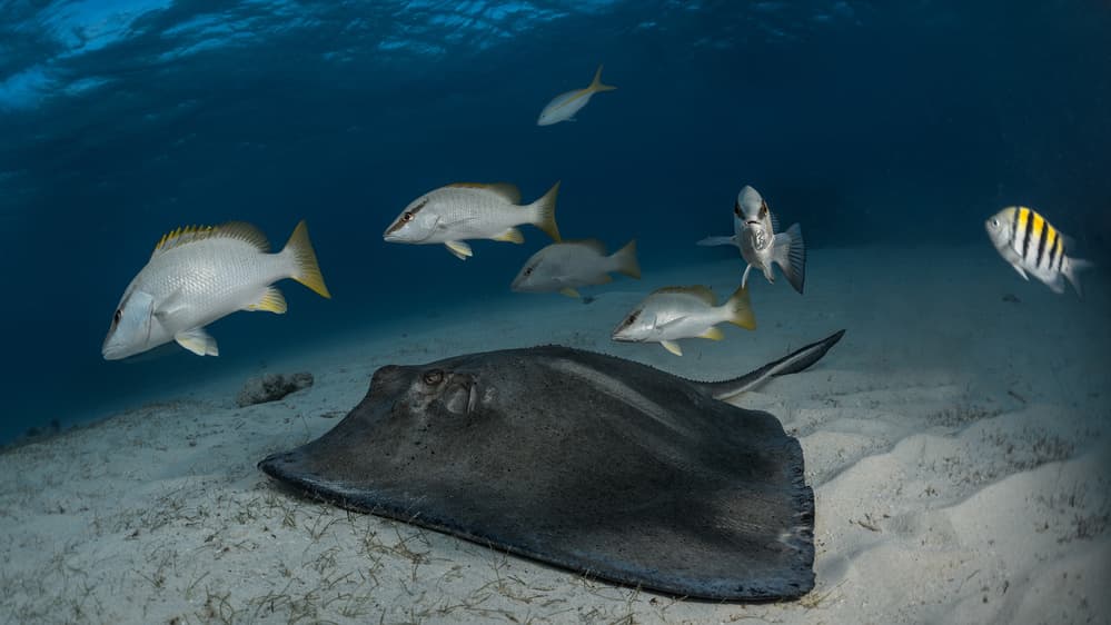 Stingray Among Reef Fish by Jennifer Lu — canvas wall art