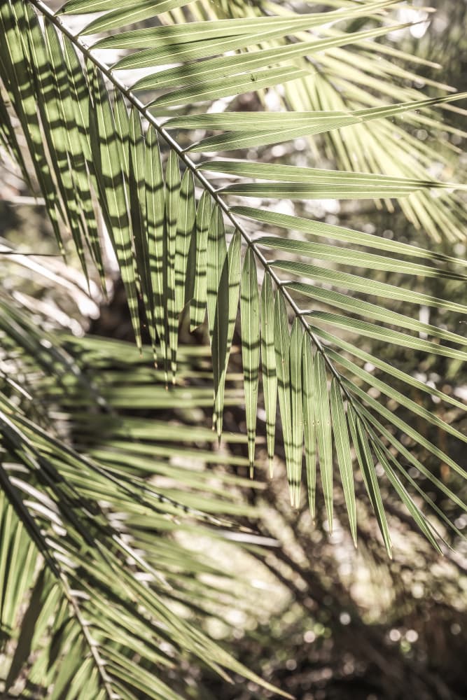 Shade and Sun by Shot by Clint — canvas wall art