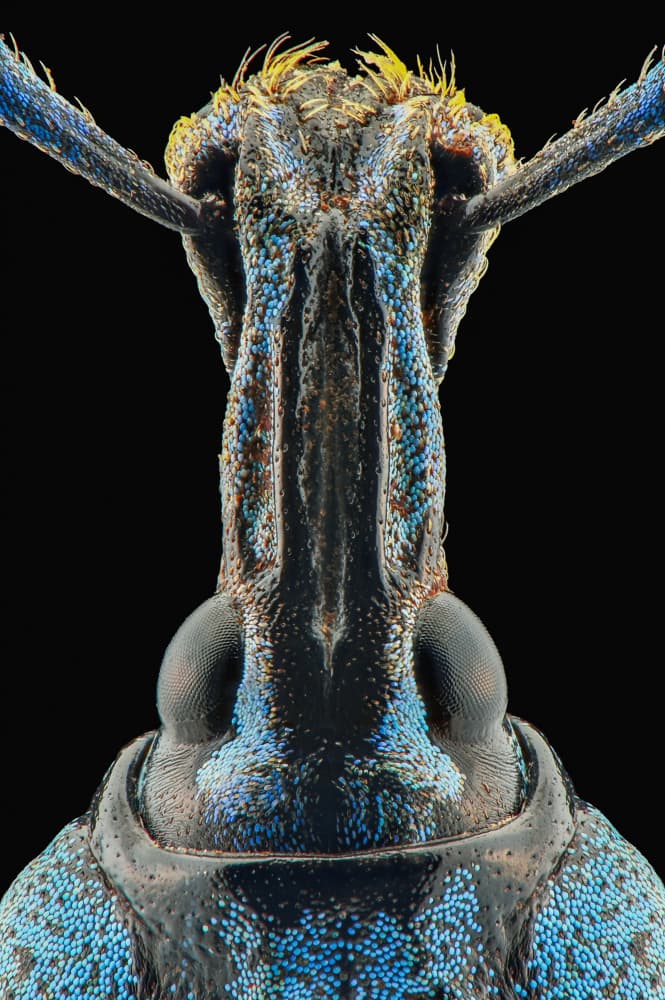Metallic Blue Weevil by Edy Pamungkas — canvas wall art