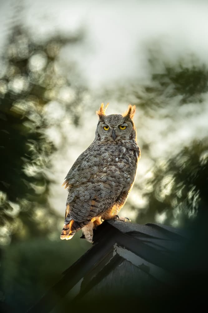 Golden Hour Horned Owl by Jinchao Lyu — canvas wall art
