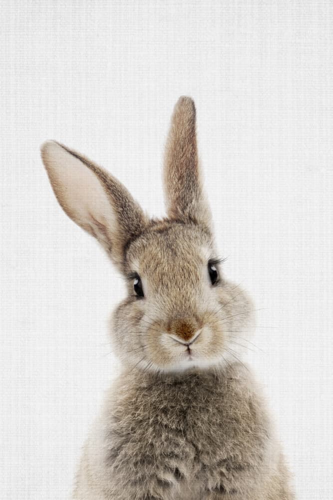 Peekaboo Bunny by Lila &amp; Lola — canvas wall art