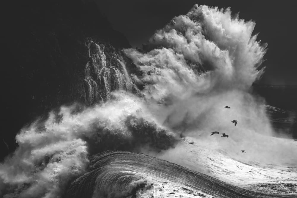 Wild Ocean Flight by Paolo Lazzarotti — canvas wall art